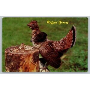 Postcard Ruffed Grouse or Partridge Beating Wings is like Thunder c1960s Vintage